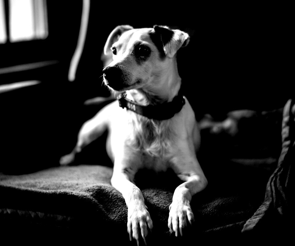 Собака на кресле обои