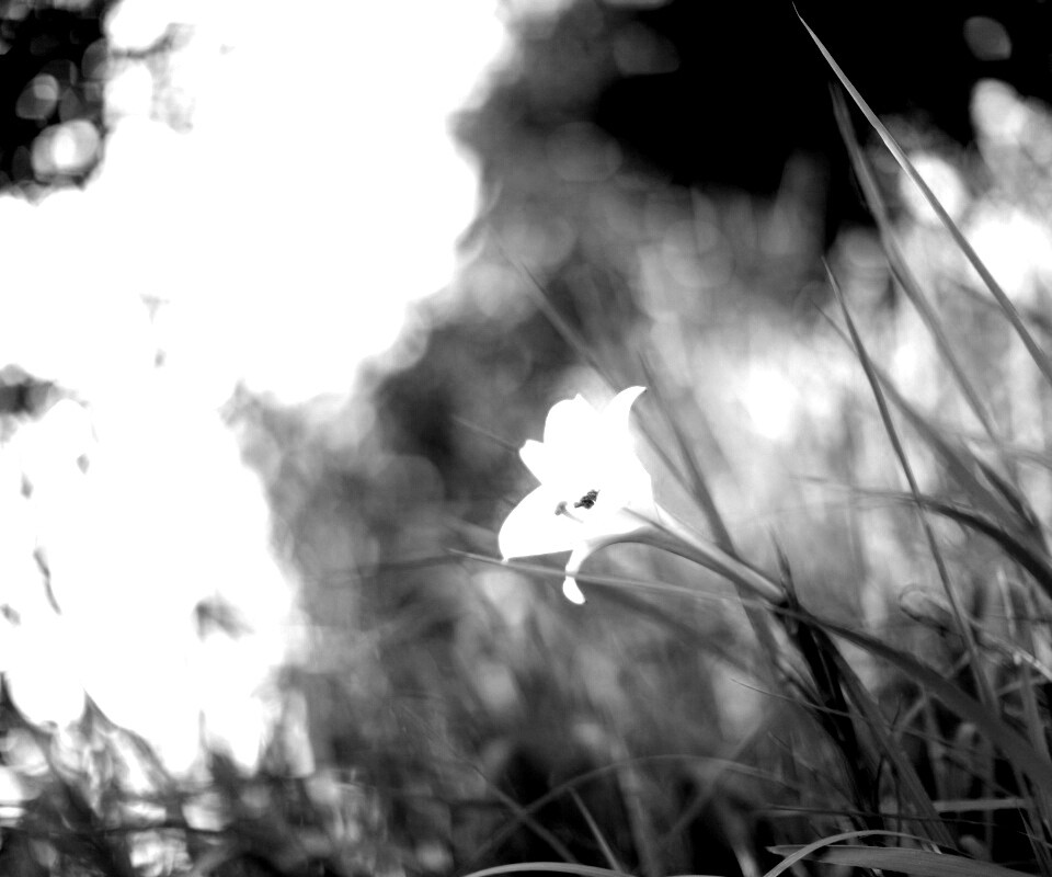 Цветок затерявшийся в траве обои