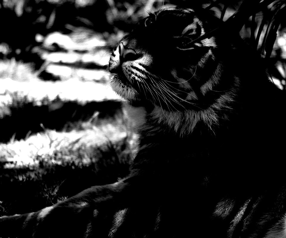 Отдыхающий в теньке хищник обои