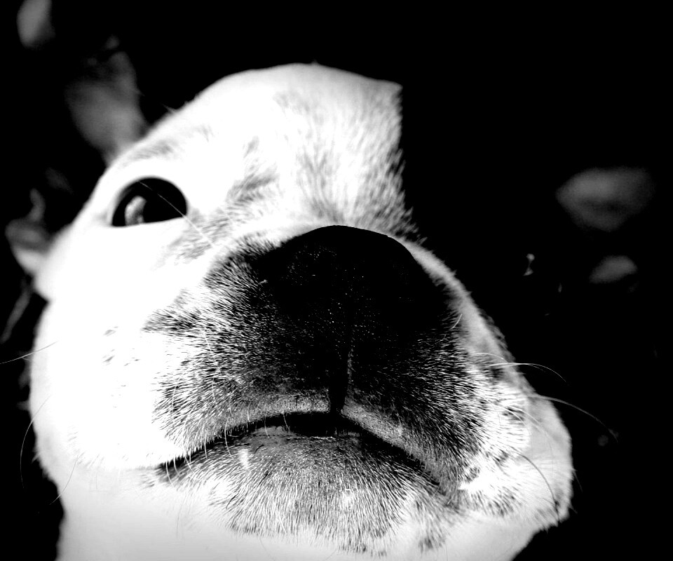 Бостонский терьер обои