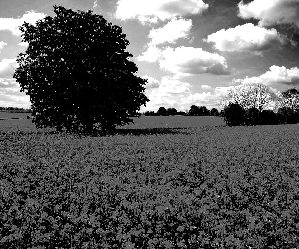 Каштан на цветочном поле обои