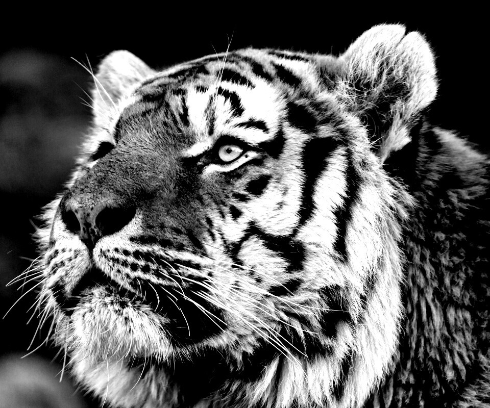 Амурский тигр обои