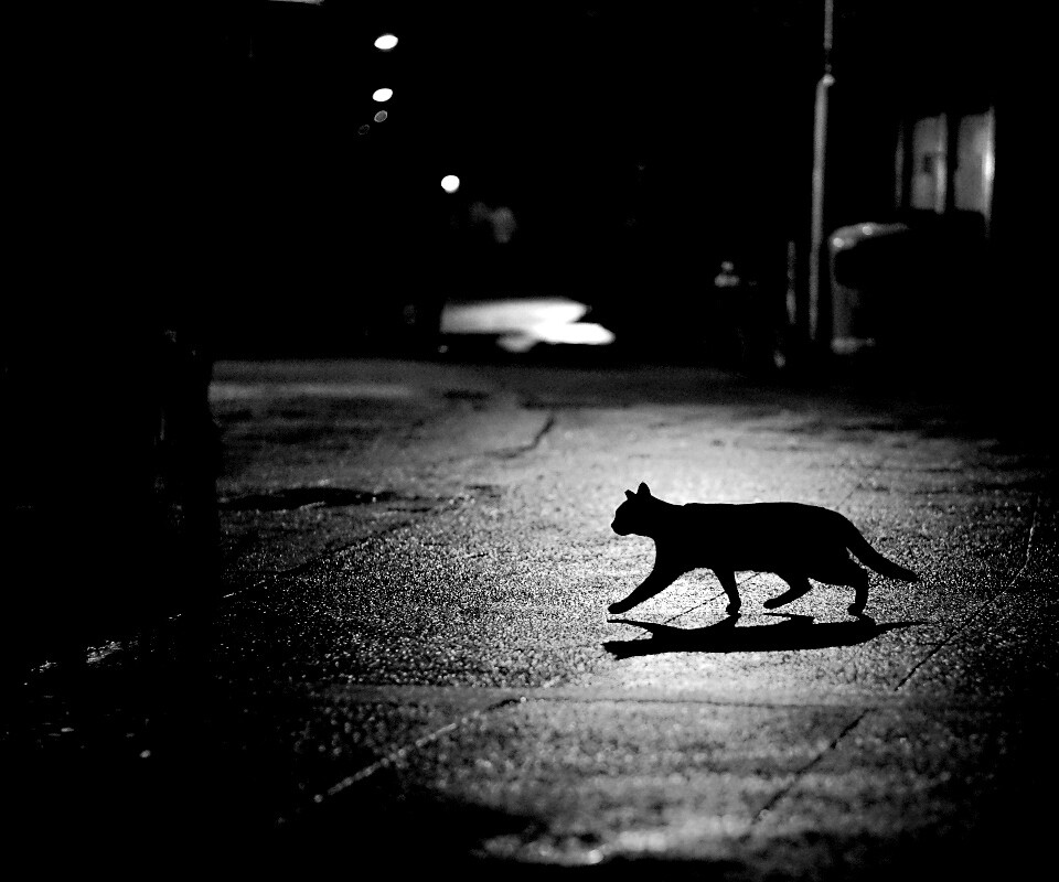 Кошка на ночной улице обои