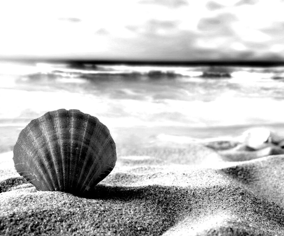 Раковина на летнем бережке обои