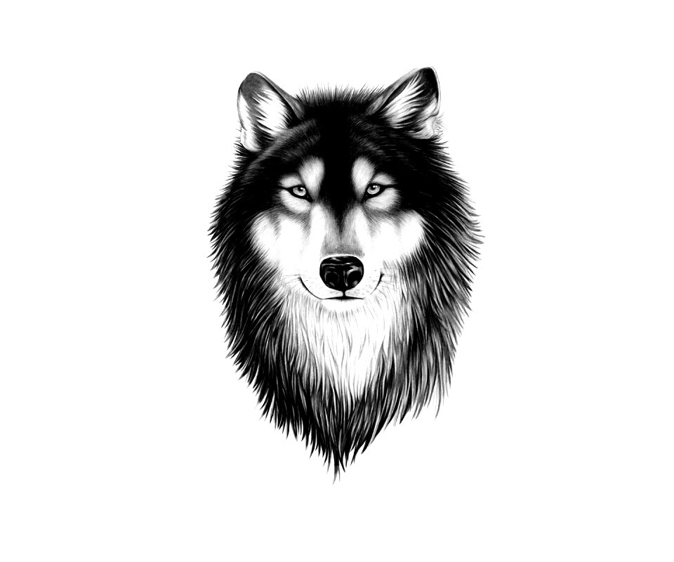 Голова волка обои