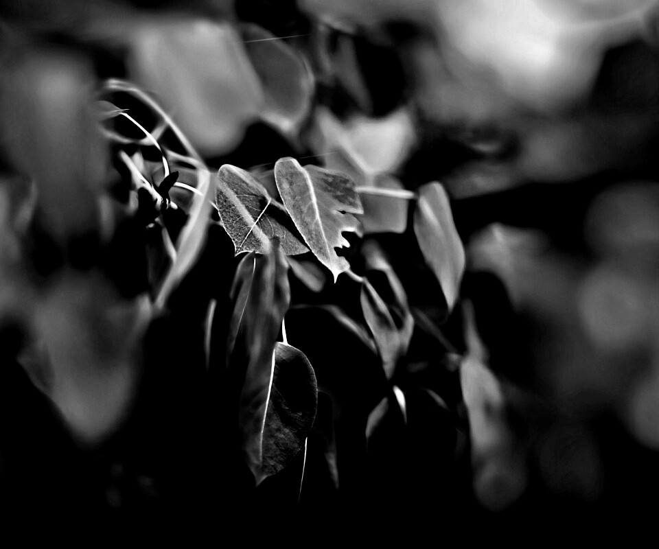 Фиолетовые листья обои