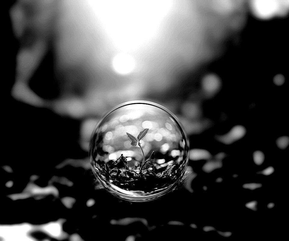 Росток в пузыре обои