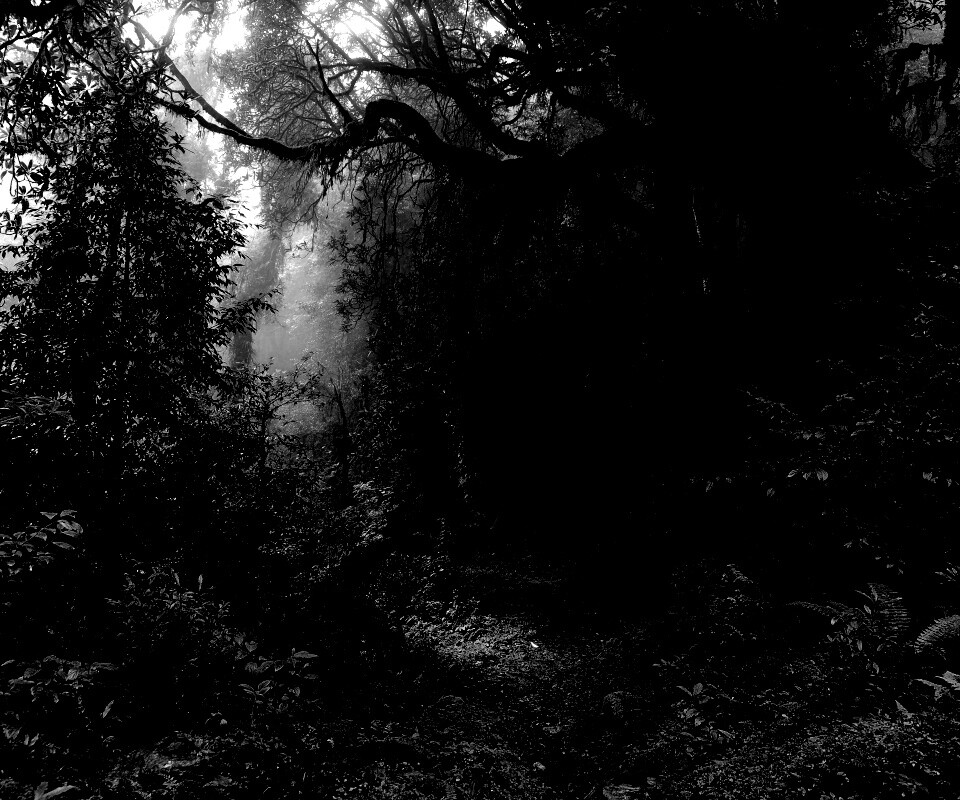 Зеленый лес обои