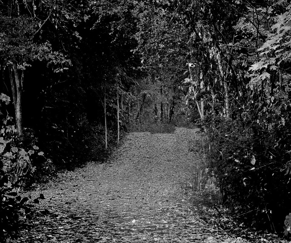 Дорожка в осеннем лесу обои