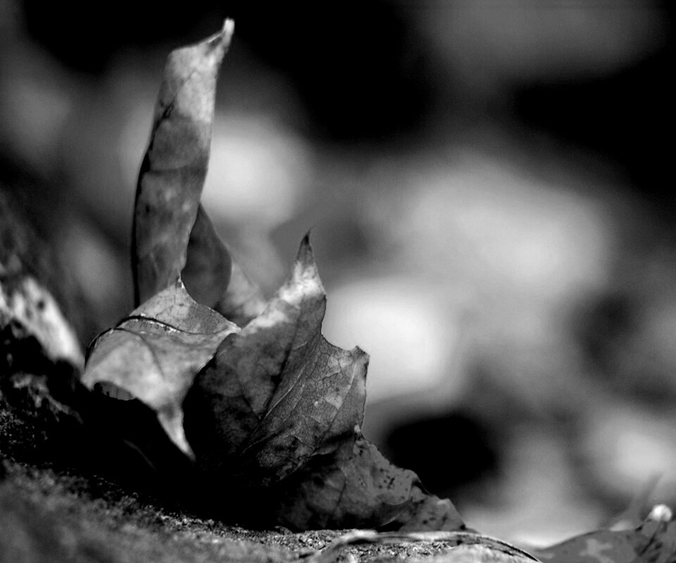 Пламенеющий осенний лист обои