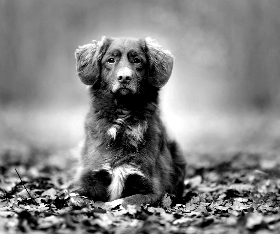 Осенний пес обои