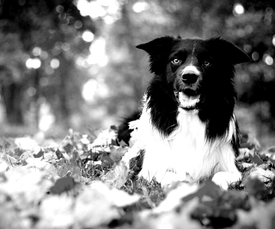 Пес среди листвы обои