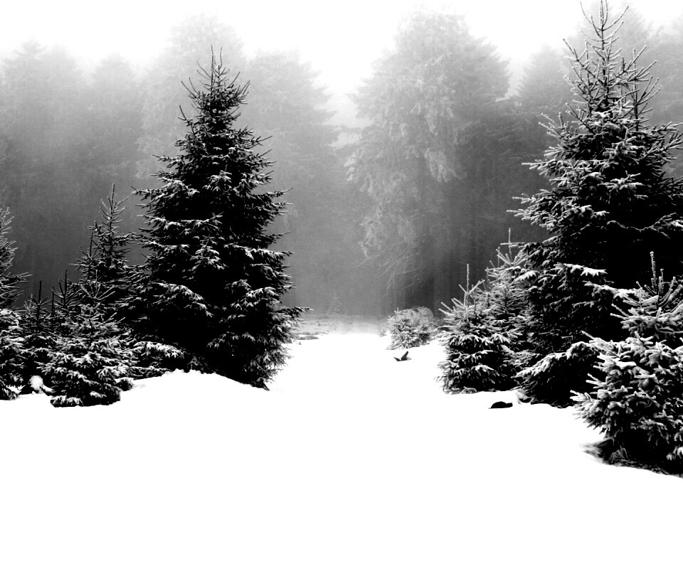 Ёлки в сугробах обои