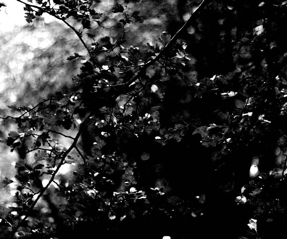 Дубовая зеленая листва обои