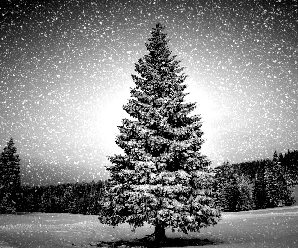 Ель в снегопад обои