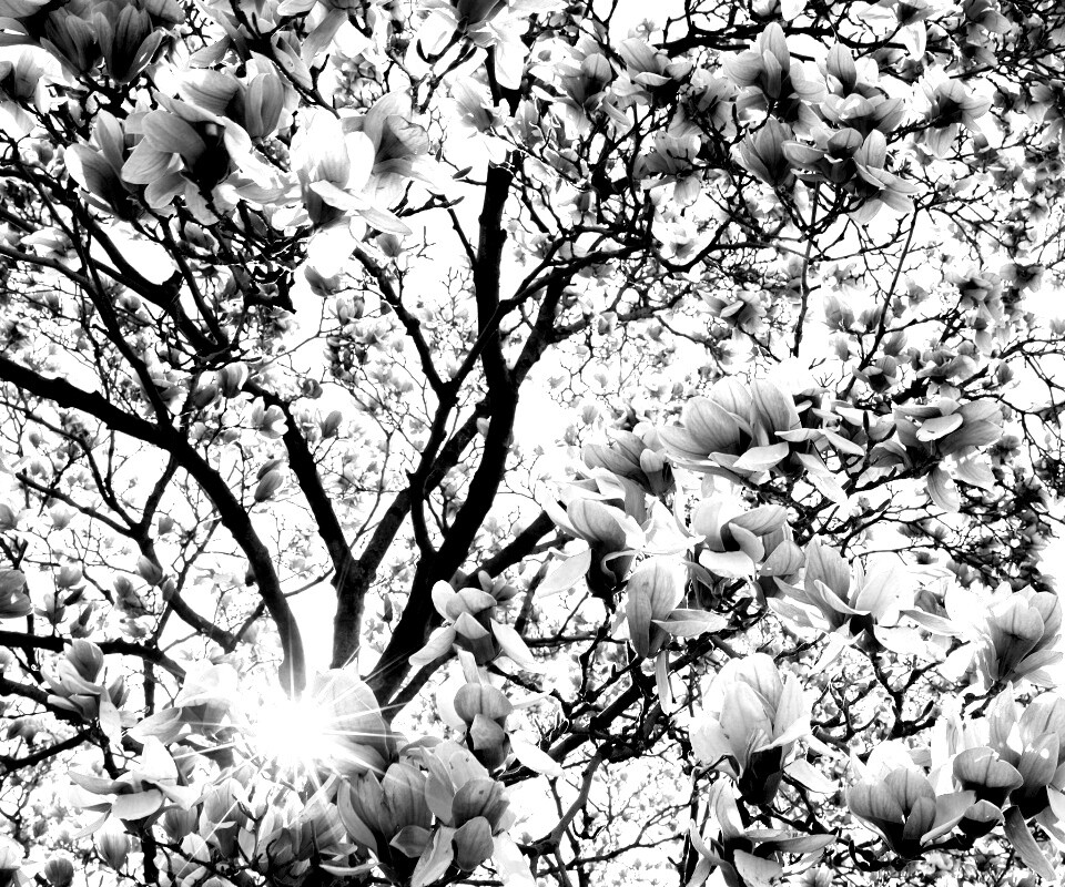 Магнолия обои