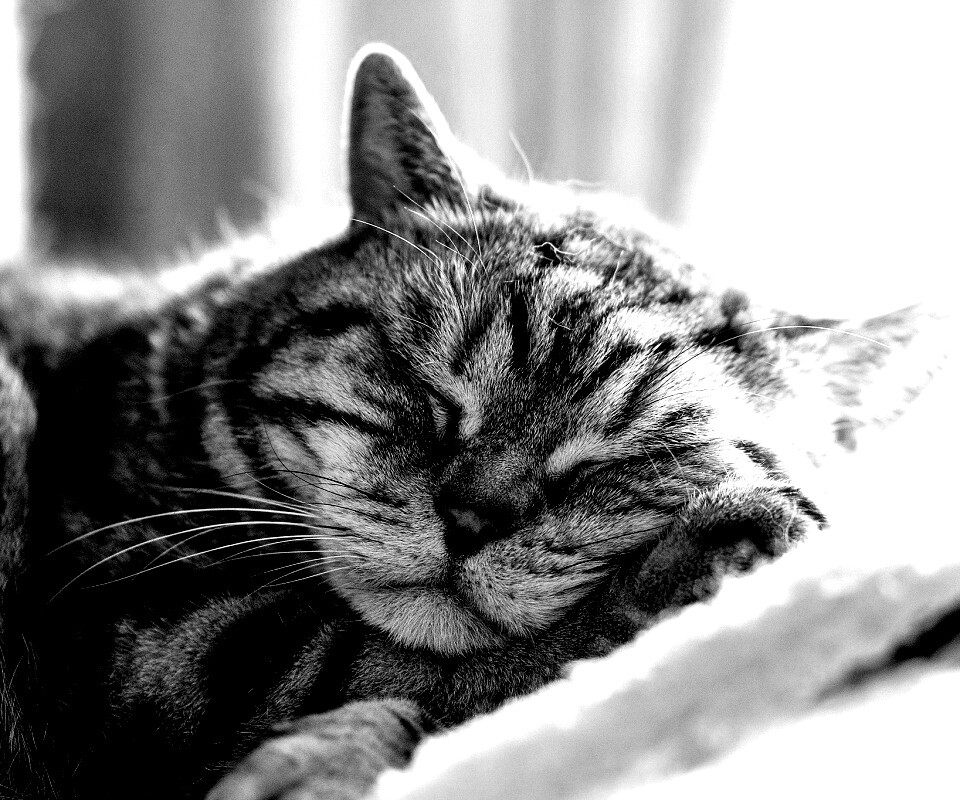 Спящий кошак обои