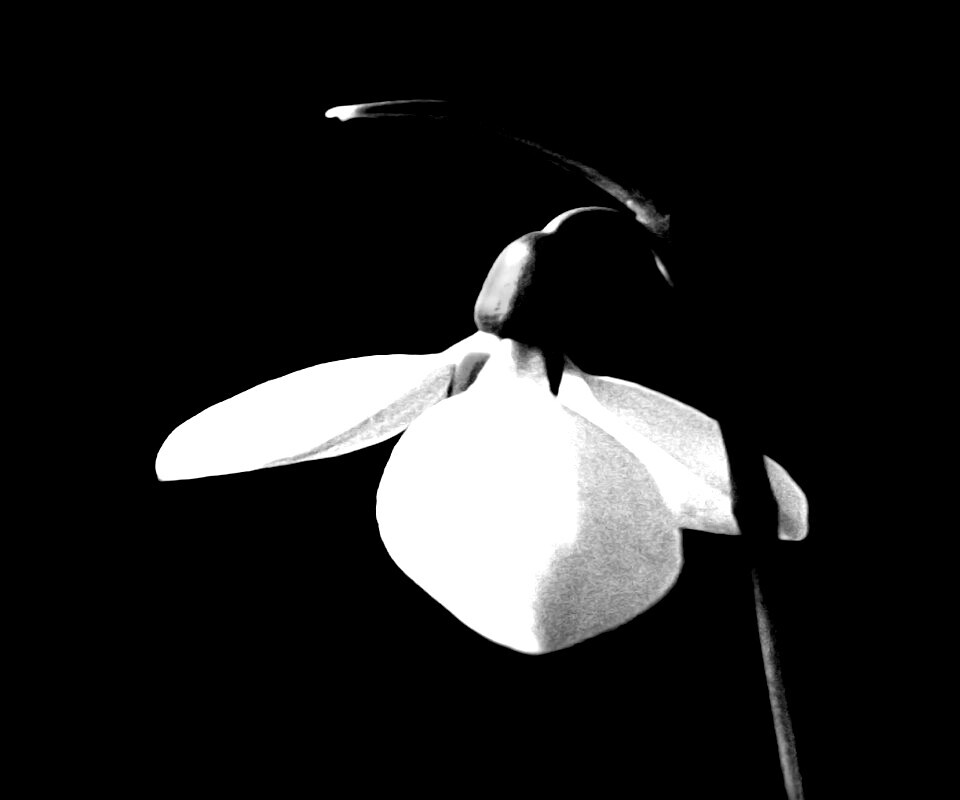 Белый цветок обои