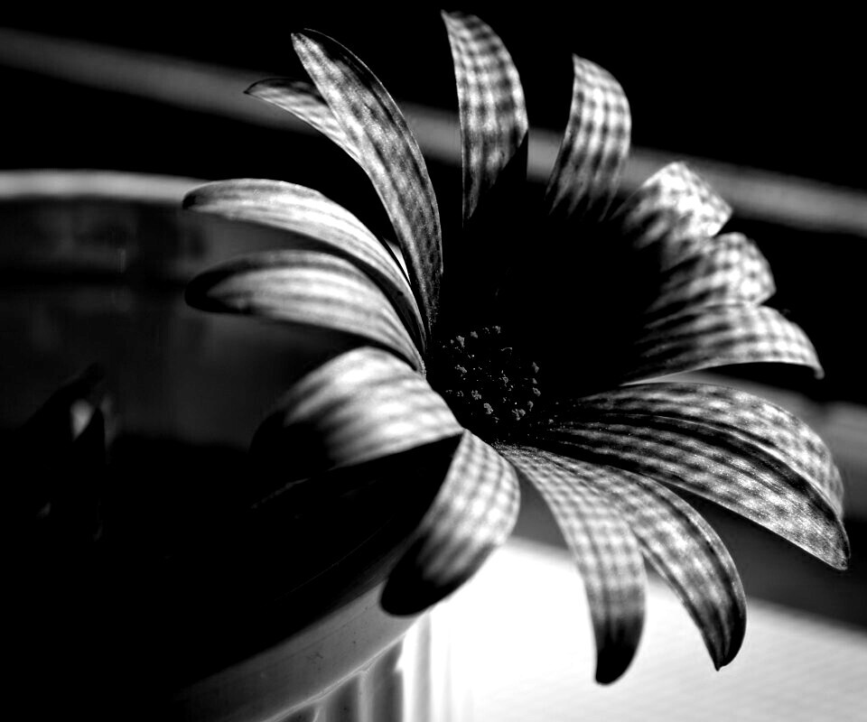 Сиреневый цветок в стакане обои