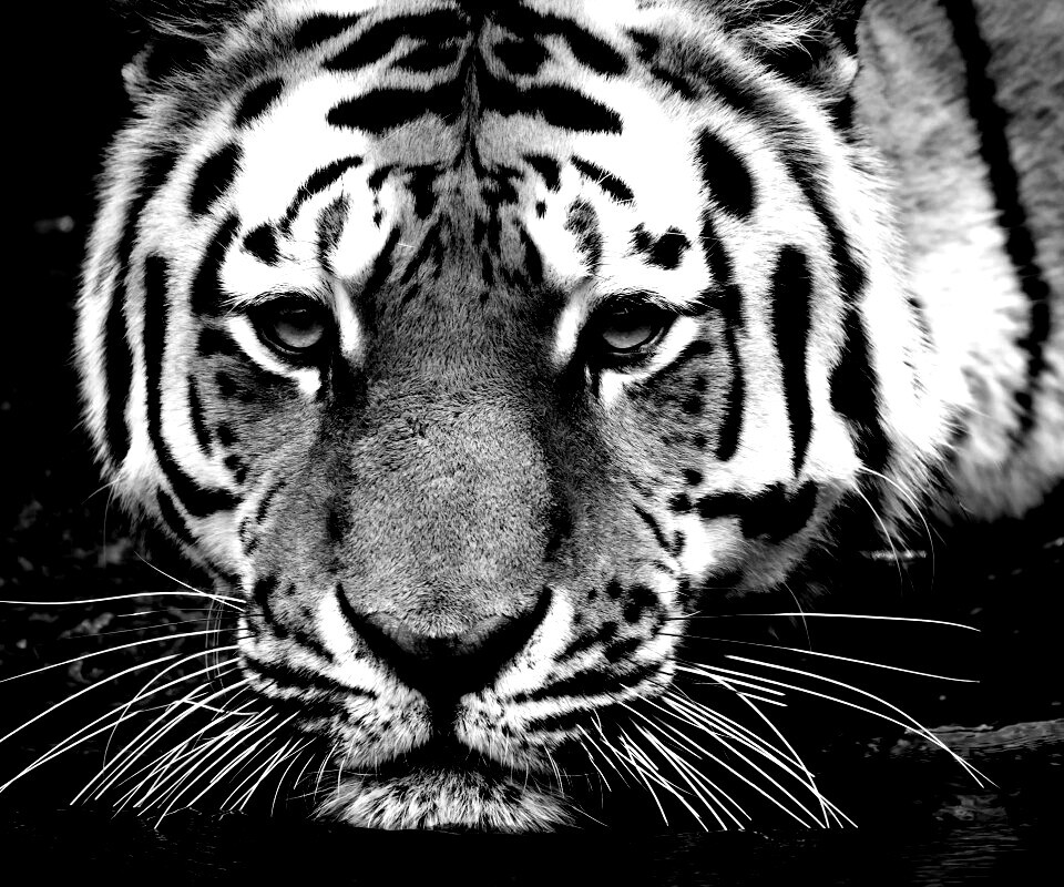 Купание тигра обои