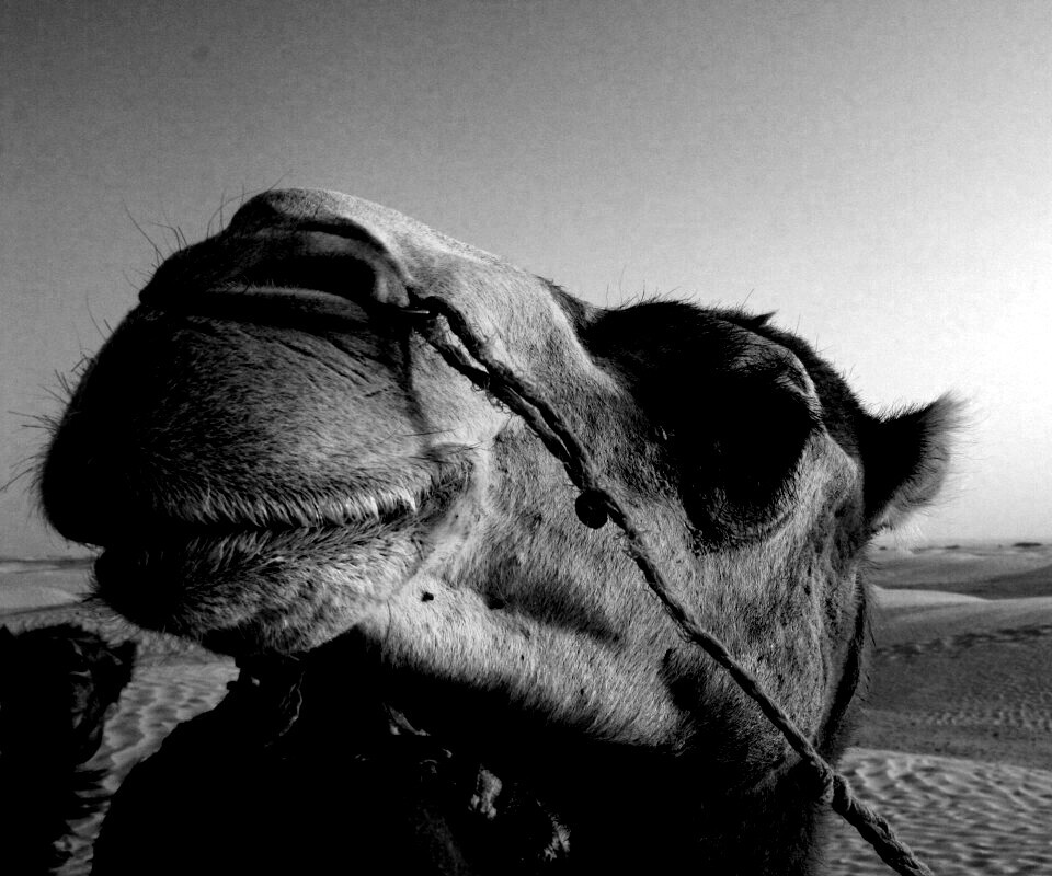 Верблюд обои