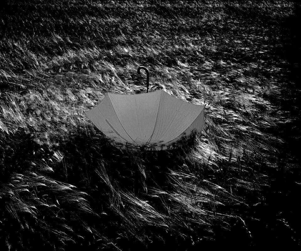 Зонт на траве обои