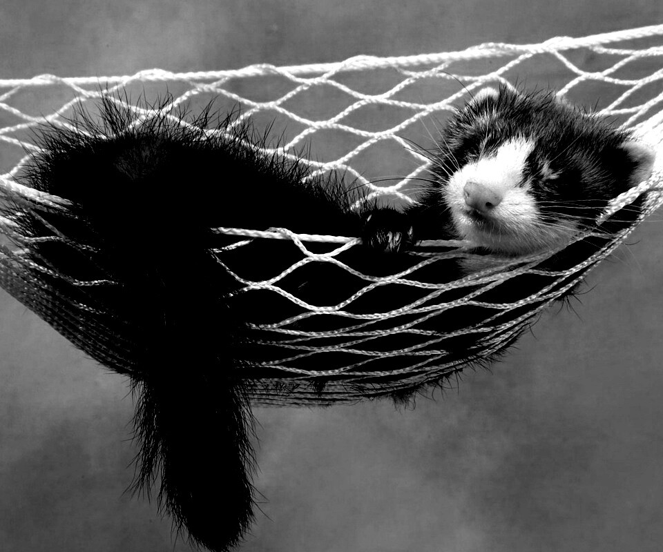 Хорек в гамаке обои