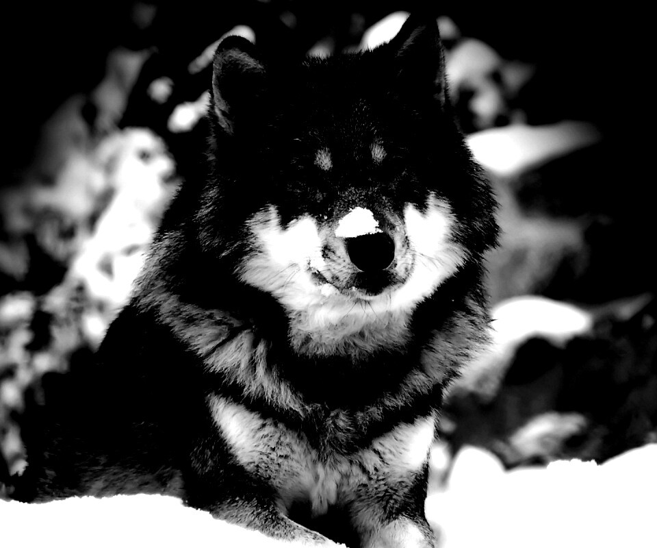 Волк с синими глазами обои