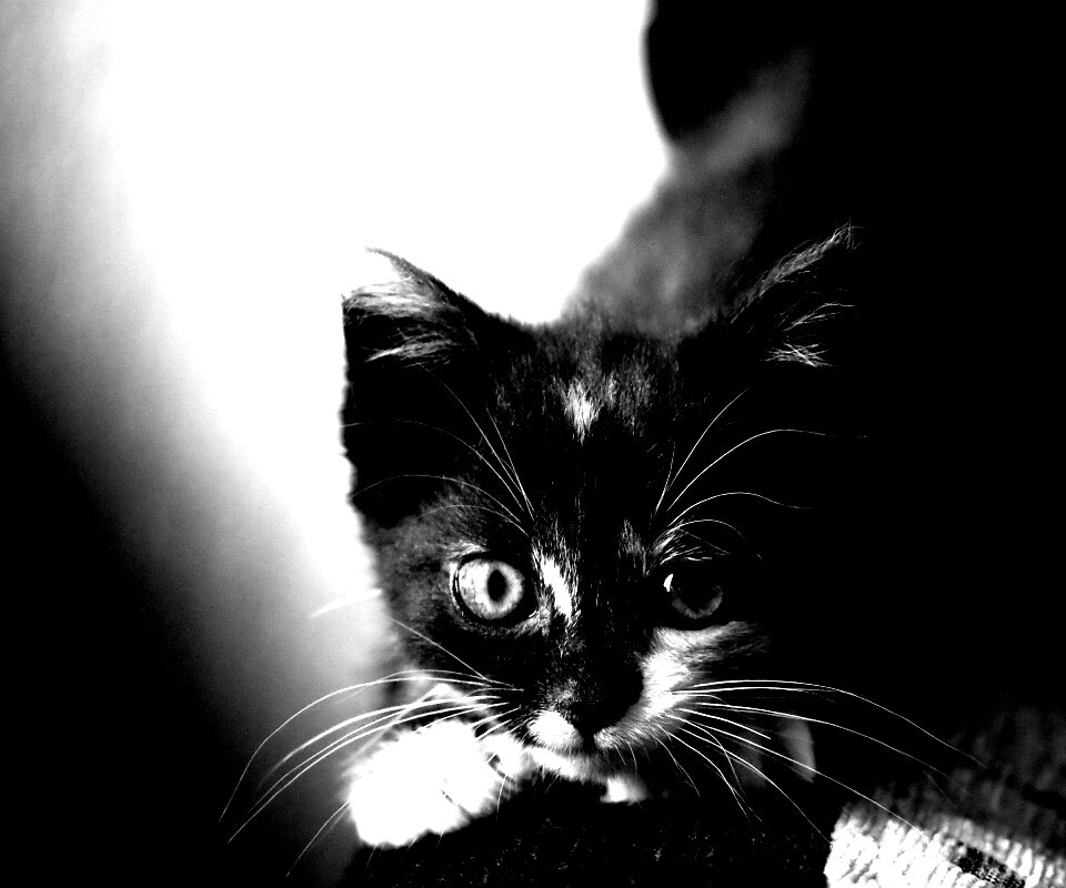 Котёнок обои