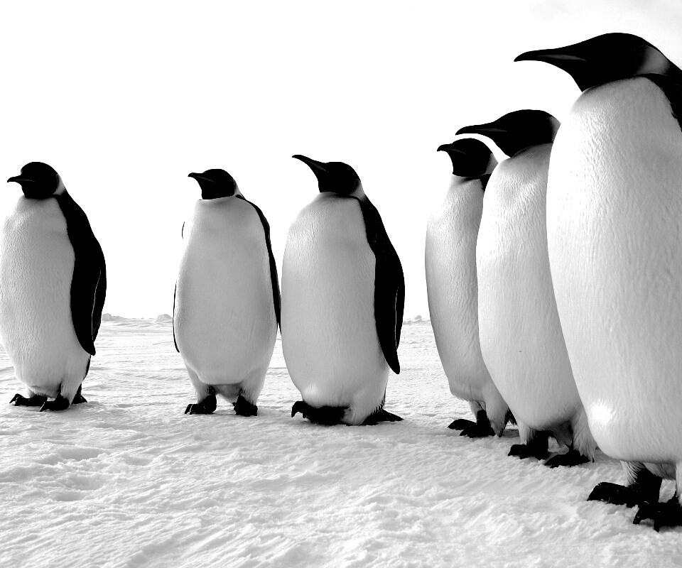 Слет пингвинов обои