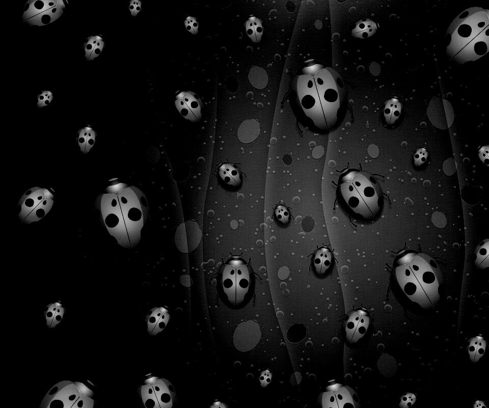 Божьи коровки обои