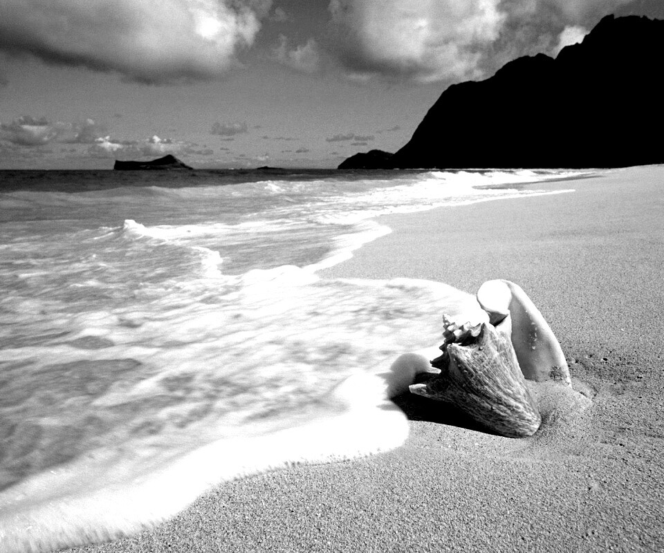 Морская раковина обои