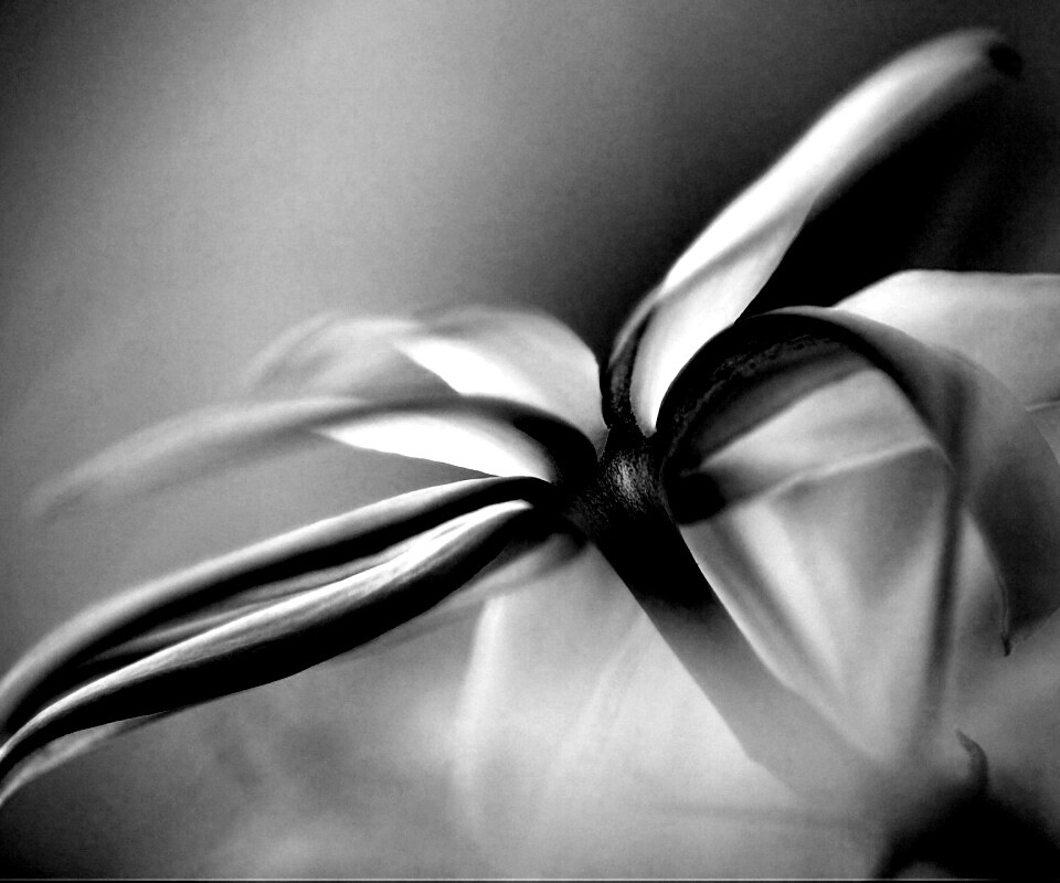 Цветок обои