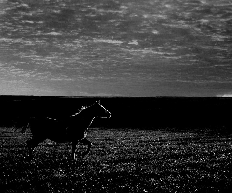 Мустанг обои