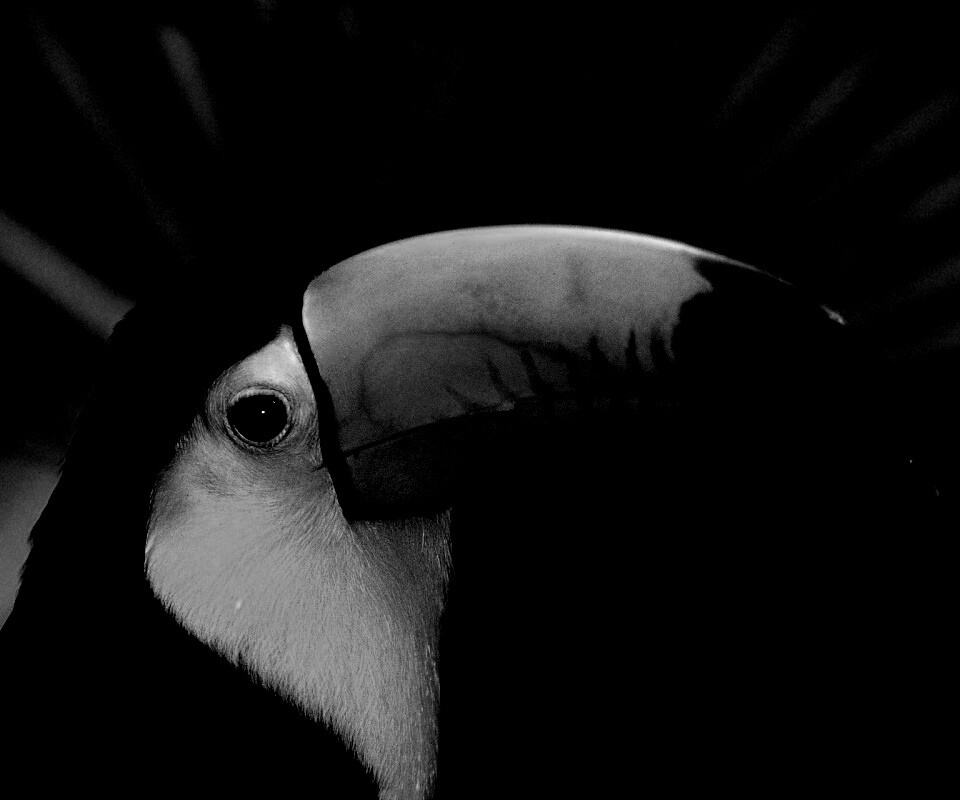 Грустный желтогрудый тукан обои