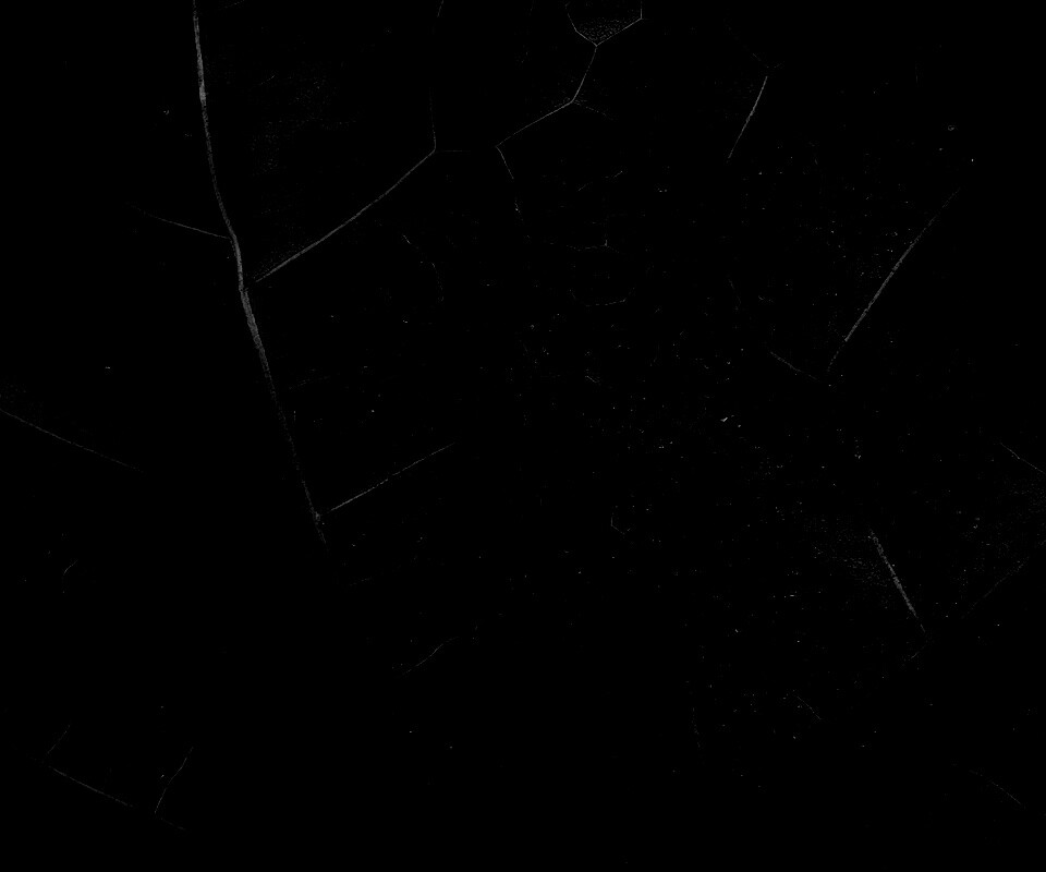 Макро зеленый лист обои