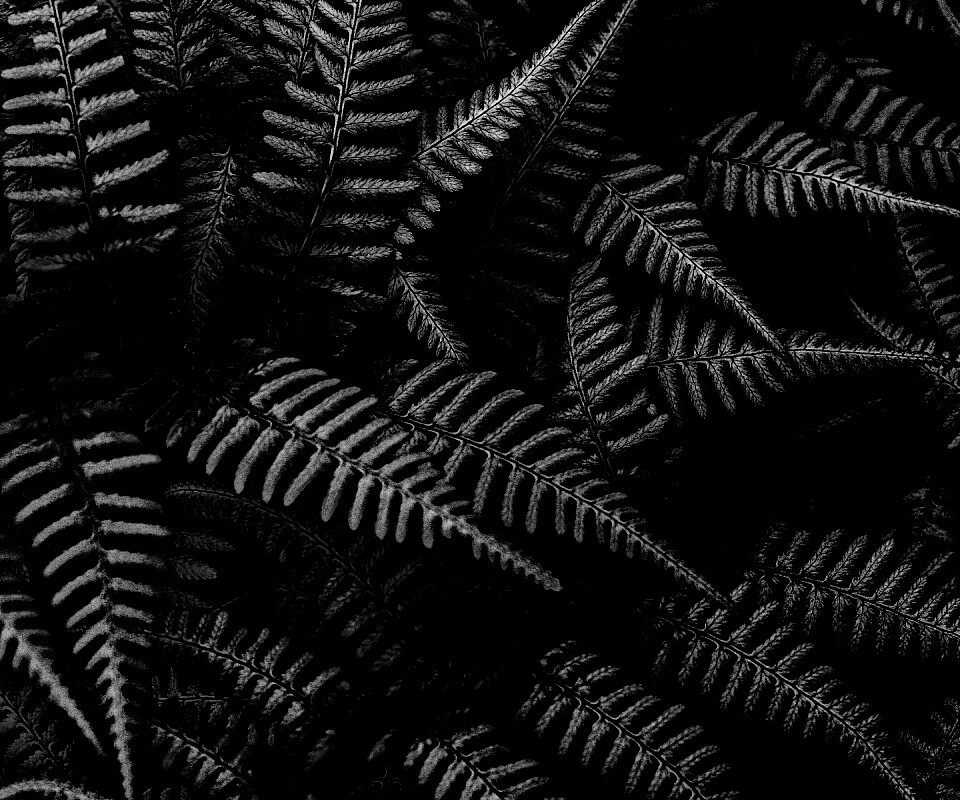 Папоротник обои