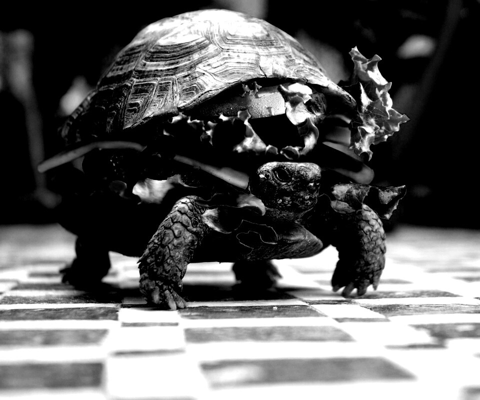 Черепахбургер обои