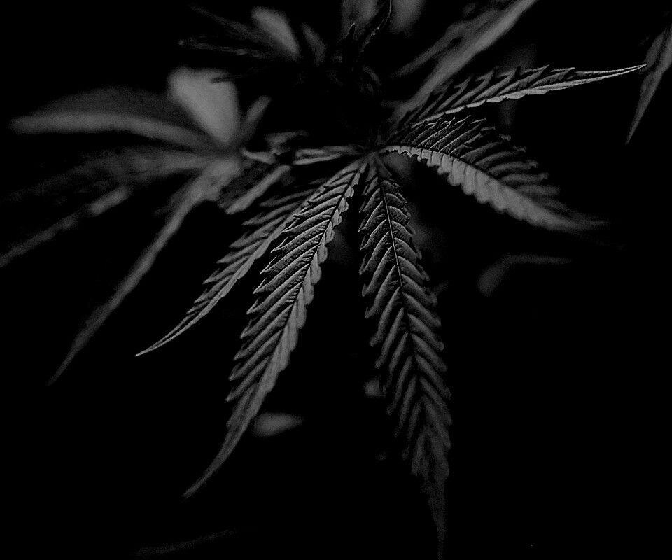 Марихуана обои