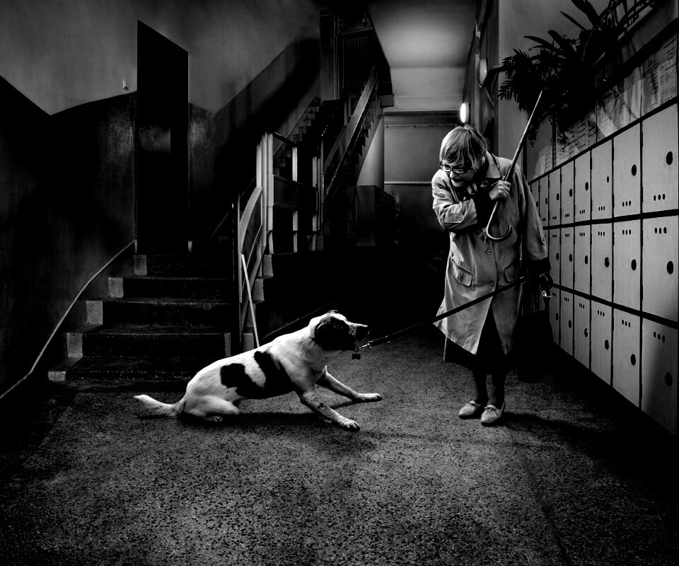 Непослушная собака обои