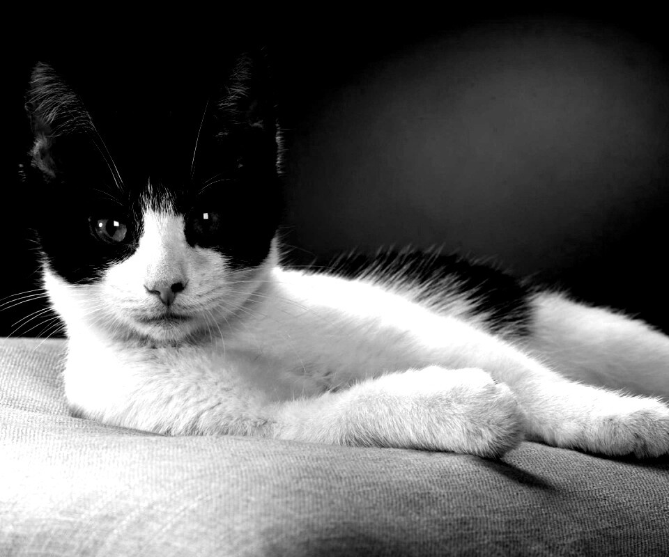 Кот на подушке обои