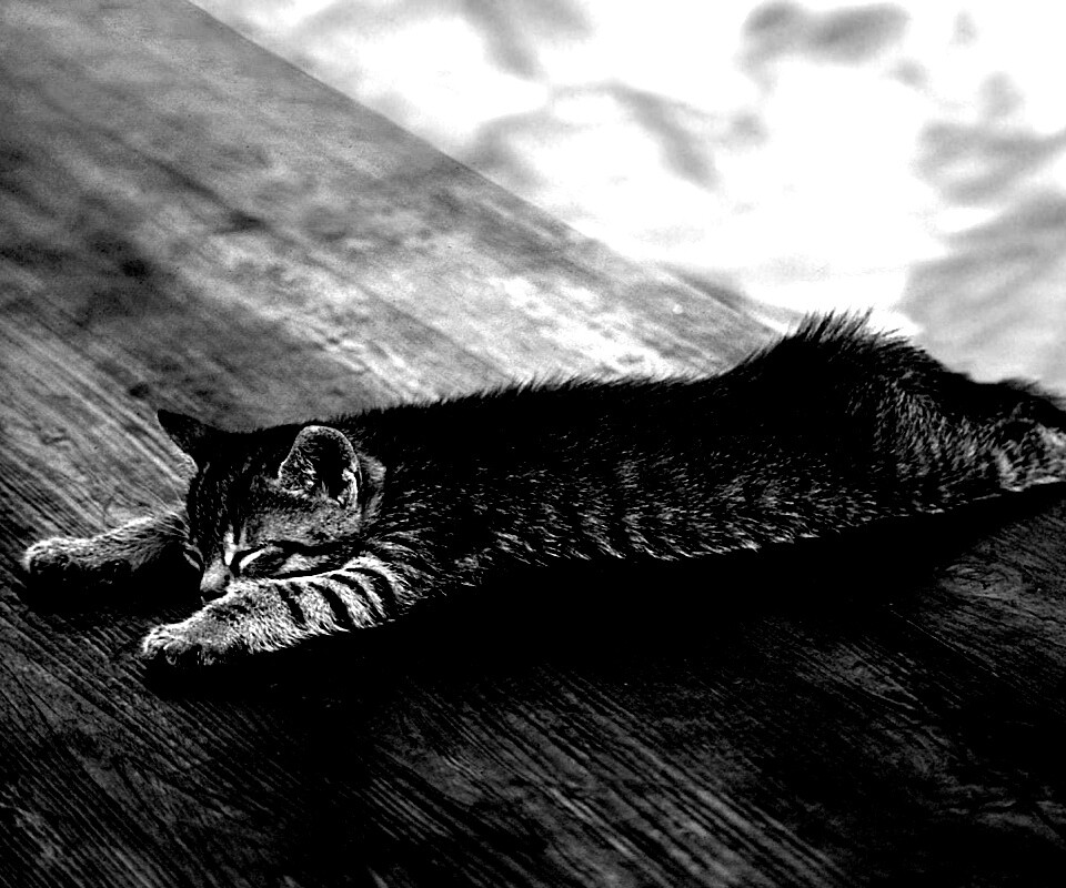 Растянувшийся кошара обои