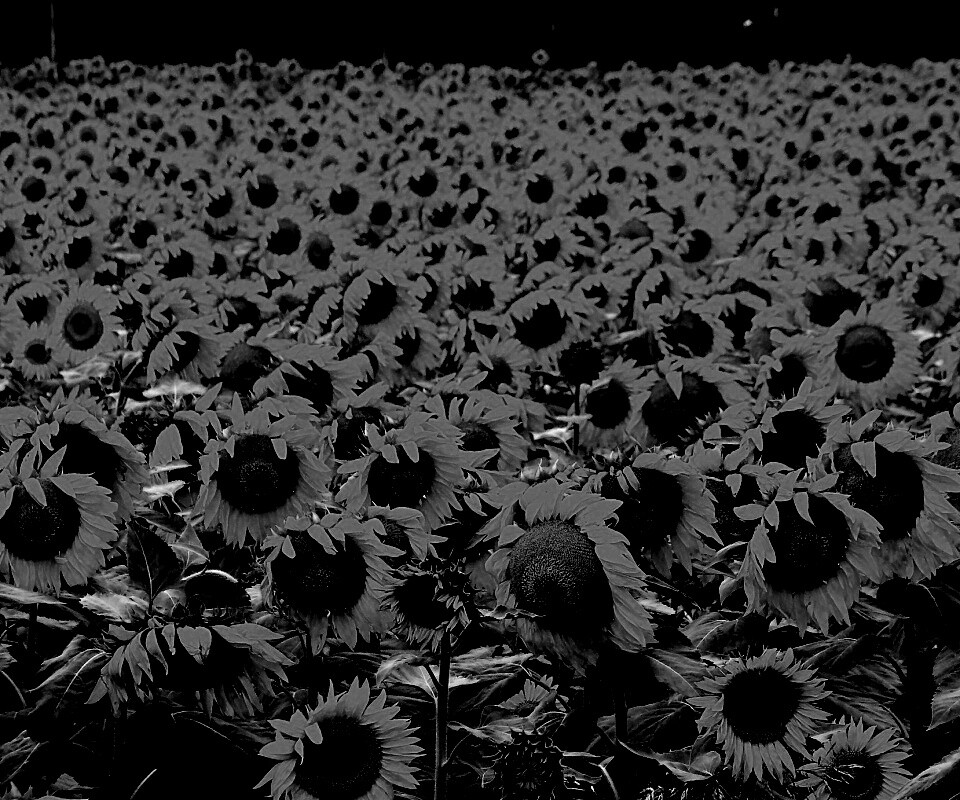 Поле подсолнухов обои