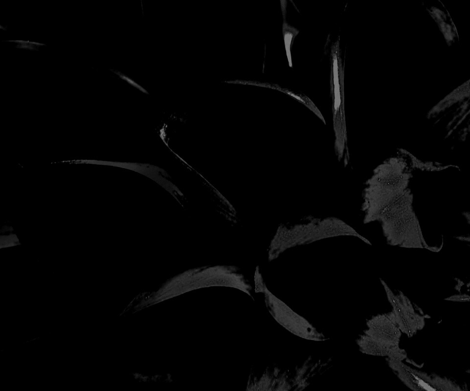 Лепестки обои