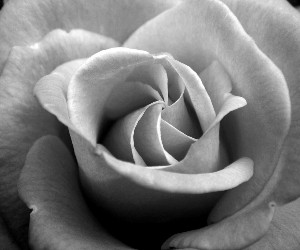 Идеальная роза обои