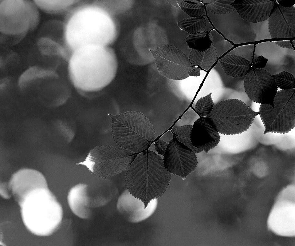 Зеленая ветка с листьями обои