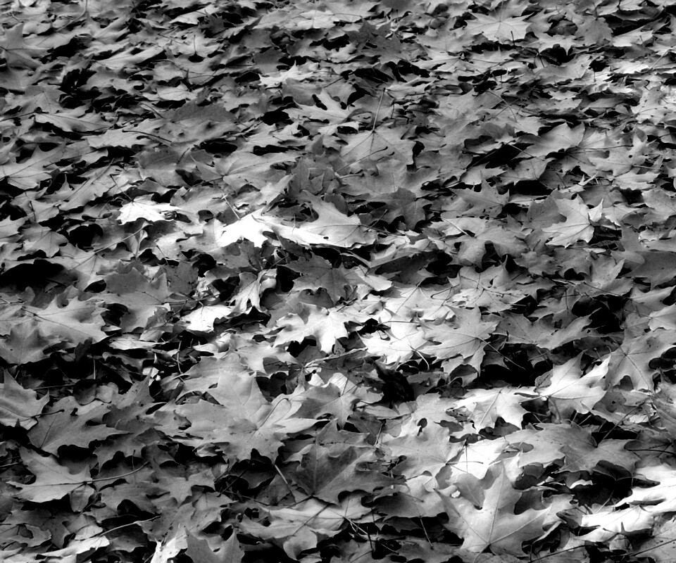 Листья клена обои