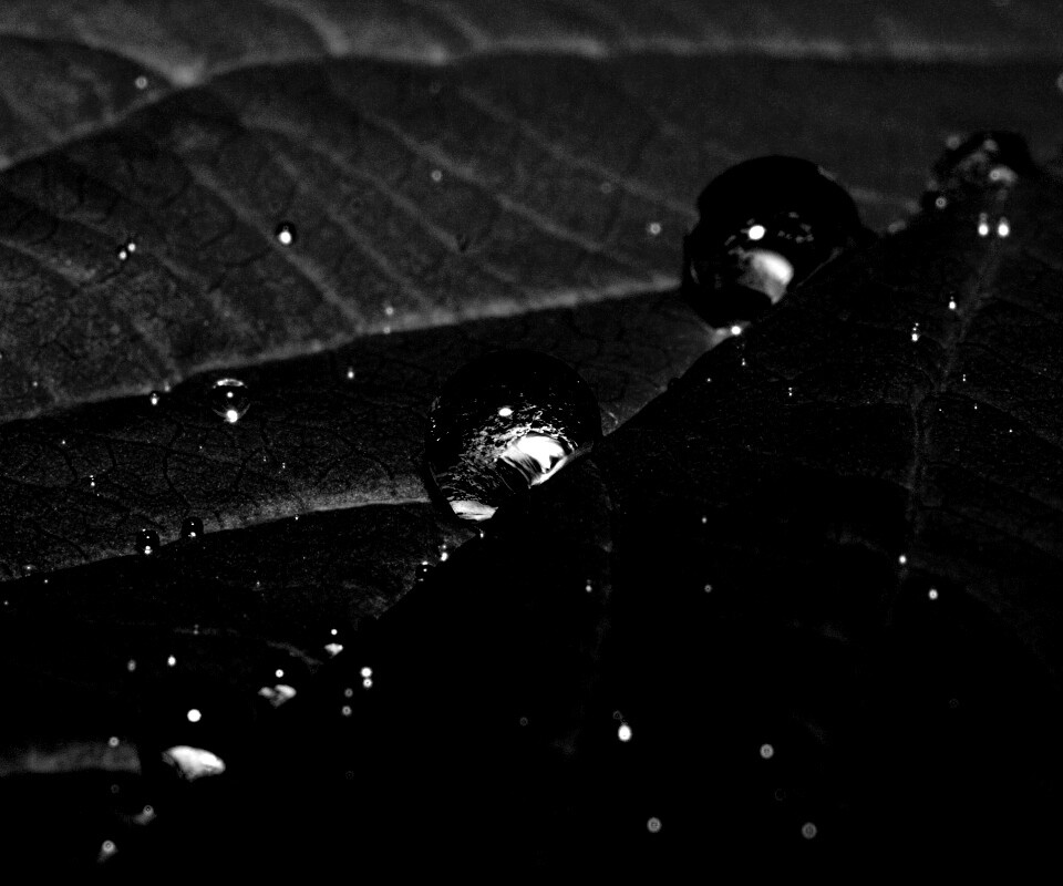 Капли на листе обои