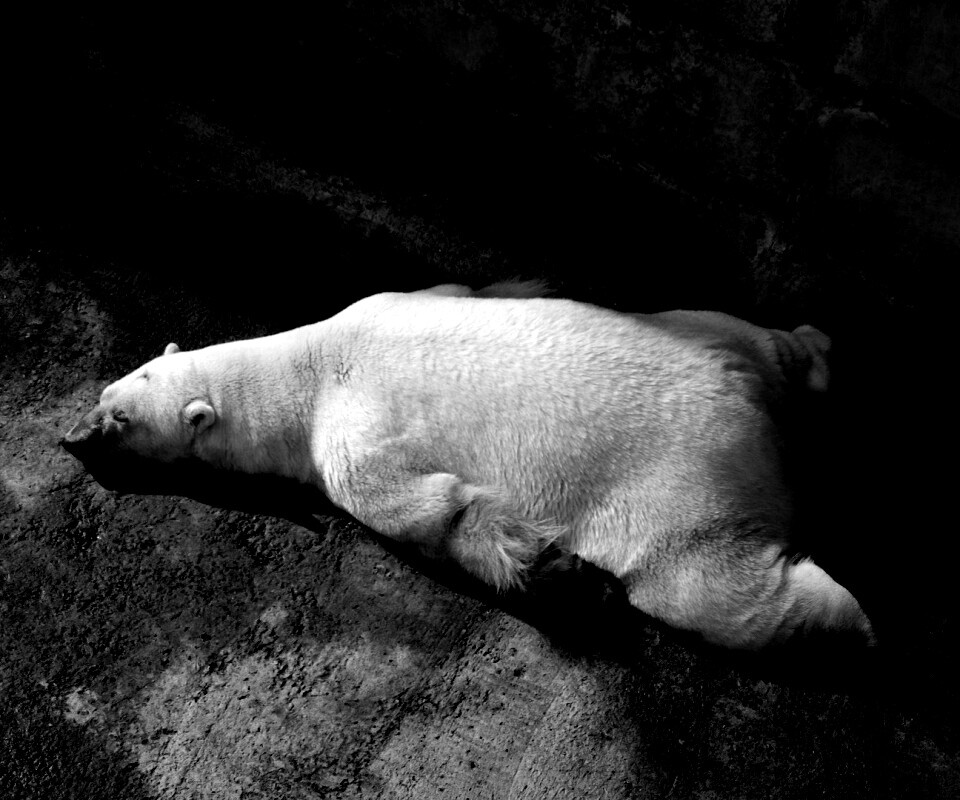 Мы можем их спасти обои