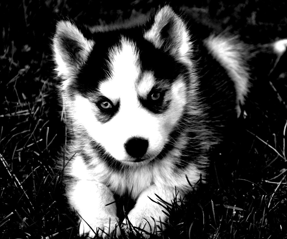 Голубоглазый щенок хаски обои